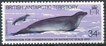 Crabeater Seal (Lobodon carcinophagus)
