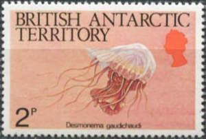 Jellyfish (Desmonema gaudichaudi)