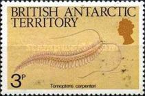 (Tomopteris carpenteri)