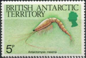 Crustacea (Antarctomysis maxima)