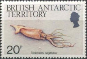 Oceanic Squid (Todarodes sagittatus)
