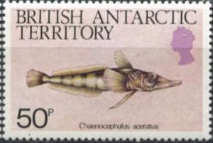 Blackfin Icefish (Chaenocephalus aceratus)