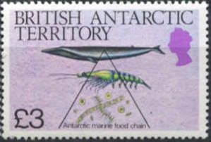 Antarctic Food Chain