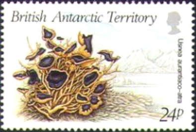 Usnea aurantiaco atra