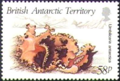 Umbilicaria antarctica