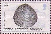 Brachiopod