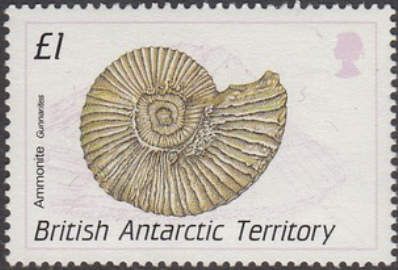Ammonite Sanmartinoceras