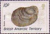 Bivalve, Aucellina