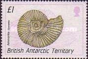 Ammonite, Gunnarites