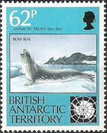 Ross Seal (Ommatophoca rossi)