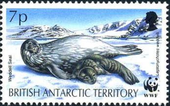 Weddell Seal (Leptonychetes weddelli)