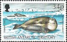 Crabeater Seal (Lobodon carcinophagus)