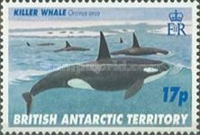 Killer Whale (Orcinus orca)