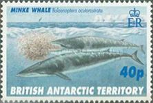 Antarctic Minke Whale (Balaenoptera acutorostrata)