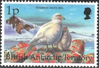Snowy Sheathbill (Chionis alba)