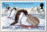 Adelie Penguin (Pygoscelis adeliae)