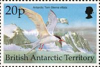 Antarctic Tern (Sterna vittata)