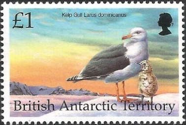 Antarctic Fulmar (Fulmarus glacialoides)