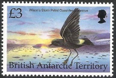 Wilson's Storm Petrel (Oceanites oceanicus)