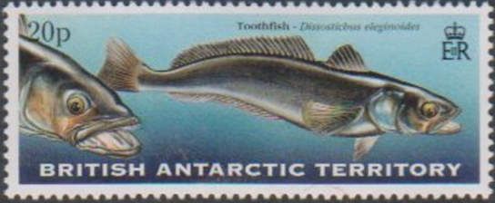 Toothfish (Dissostichus eleginoides)