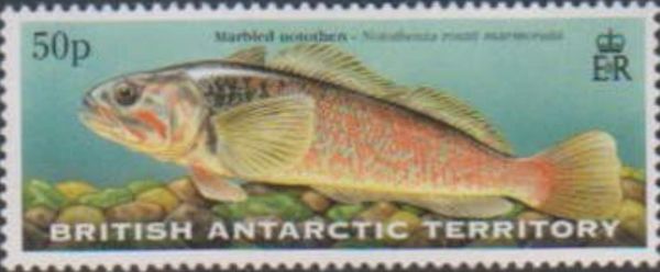 Marbled Notothen (Notothenia rossii marmorata)