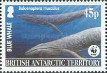 Blue Whale (Balaenoptera musculus)