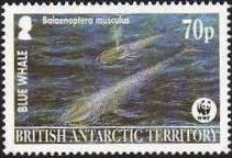 Blue Whale (Balaenoptera musculus)