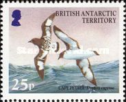 Cape Petrel (Daption capense)