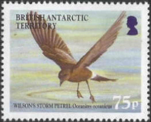 Wilson's Storm Petrel (Oceanites oceanicus)