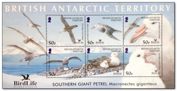 Southern Giant Petrel (Macronectes giganteus)