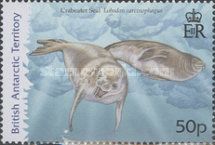 Crabeater Seal (Lobodon carcinopfagus)