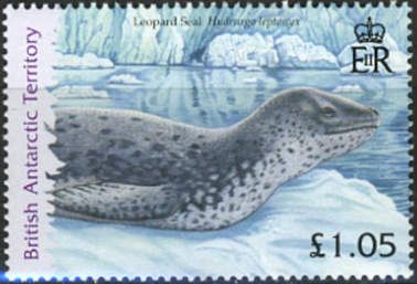 Leopard Seal (Hydrurga leptonix)
