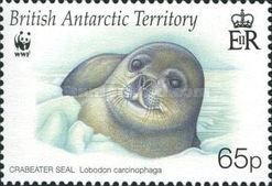 Crabeater seal (Lobodon carcinophaga)