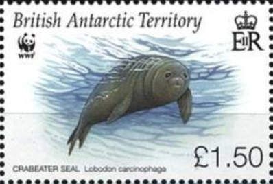 Crabeater seal (Lobodon carcinophaga)