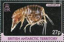 Amphipod