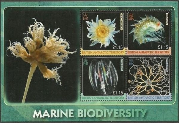 Solitary Coral