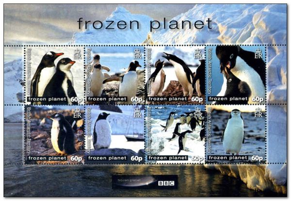 Gentoo Penguin (Pygoscelis papua)