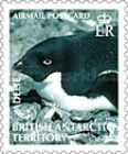 Adelie Penguin (Pygoscelis adeliae)