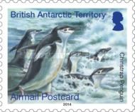 Chinstrap Penguin (Pygoscelis antarcticus)