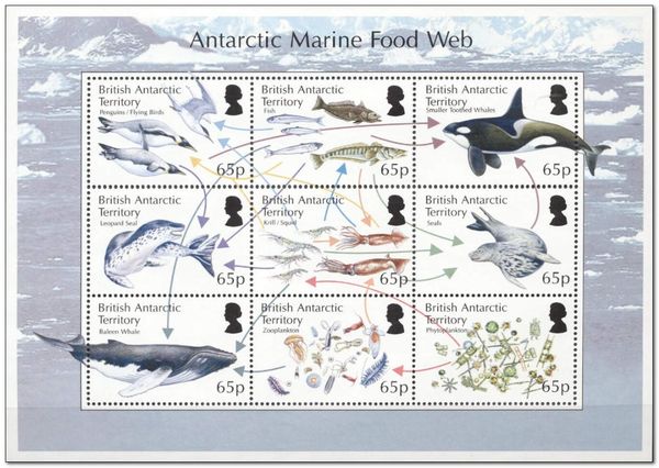 Antarctic Marine Food Web