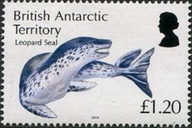 Leopard Seal (Hydrurga leptonyx)