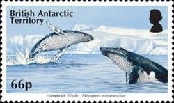 Humpback Whale (Megaptera novaeangliae)