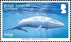 Blue Whale (Balaenoptera musculus)