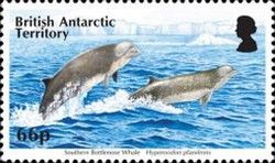 Southern Bottlenose Whale (Hyperoodon planifrons)