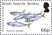Antarctic Silverfish (Pleuragramma antarctica)