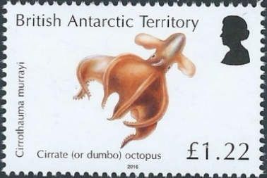 Cirrate Octopus (Cirrothauma murrayi)