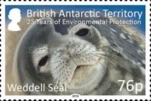 Weddell Seal (Leptonychotes weddelli)