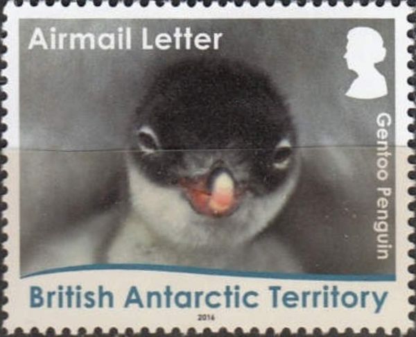 Gentoo Penguin (Pygoscelis papua) - chick