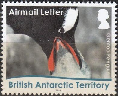 Gentoo Penguin (Pygoscelis papua): Feeding
