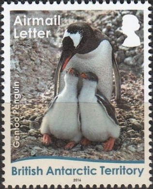 Gentoo Penguin (Pygoscelis papua): Mum and Chicks